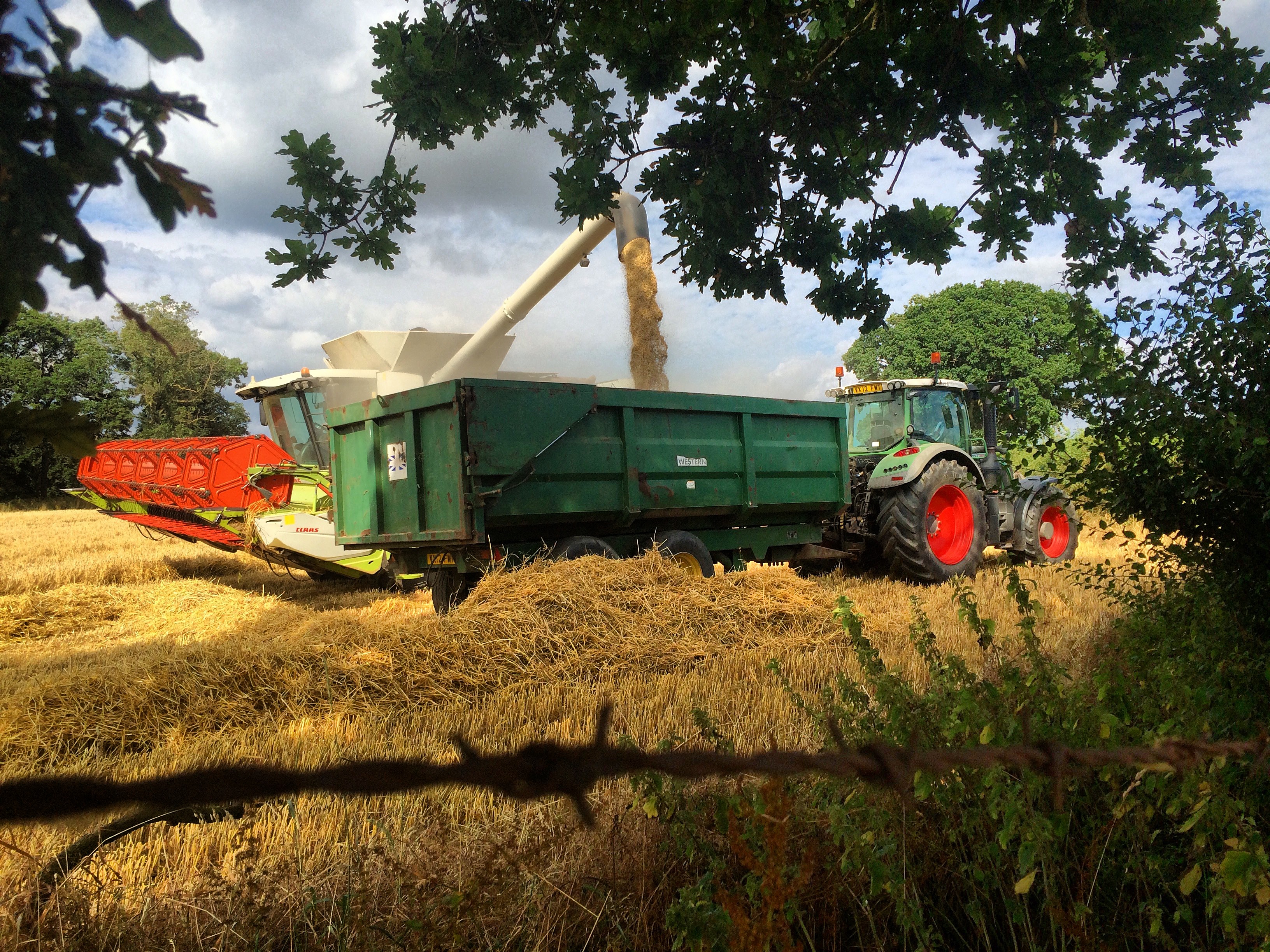 Cutting Barley 2016